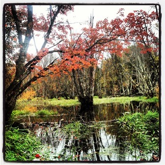 Red Maple Swamp