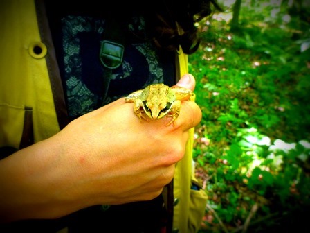 Vernal Pool Dependent Species - Wood Frog
