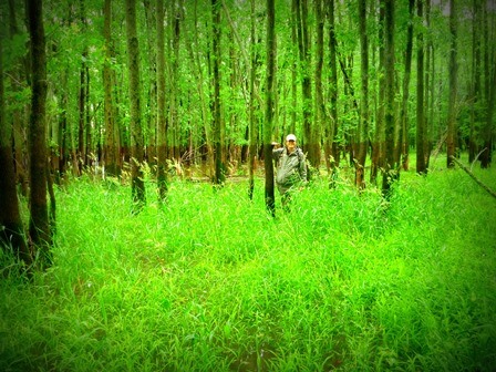 Floodplain Water Line - Lewis Creek.  A person is seen standing in a forest surrounded by waste high green vegetation which grows on the ground.