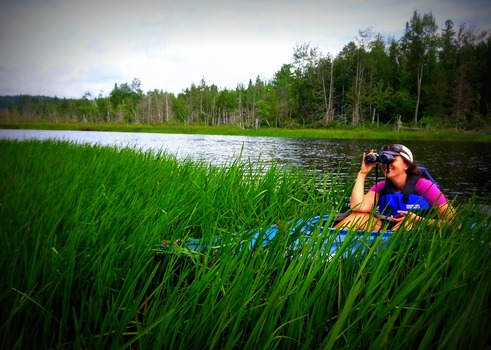 Wildlife Viewing in the Clyde River Wetland.  A person is seen in a blue kayak surrounded by sedges and looking through binoculars
