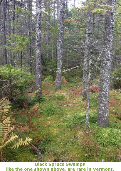 Black Spruce Swamp.  In the foreground a mat of green mossy vegetation is seen with some reddish brown patches.  In the background tall grey tree trunks are seen, sometimes with yellowish green pine needles seen on branches.