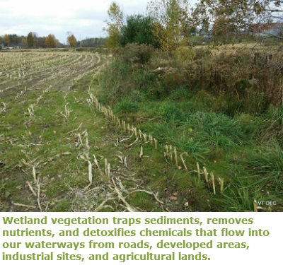 Wetland bordering farmland - field of corn stubble.  On the left a brownish green field with cut corn stalk stumps.  On the right shrubs are seen.  The foliage is turning rust color and the sky is grey and cloudy.  It appears to be Autumn.