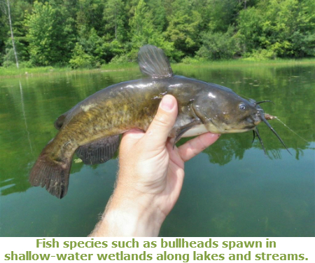 Person holding a bullhead catfish.  A hand holding a brownish grey fish with yellow tones on the rear half.  It is about 3 times as long as the hand is wide.  Behind it is greenish water with trees in the background along the shore.