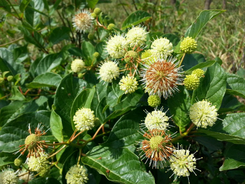 Buttonbush plant in flower.  A green leafy plant is seen with round spheres of small yellow flowers  some of the flowers have turned brownish orange.