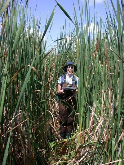 woman standing in large group of Cattails which are taller than she is.  The sky is blue with a few small white clouds.
