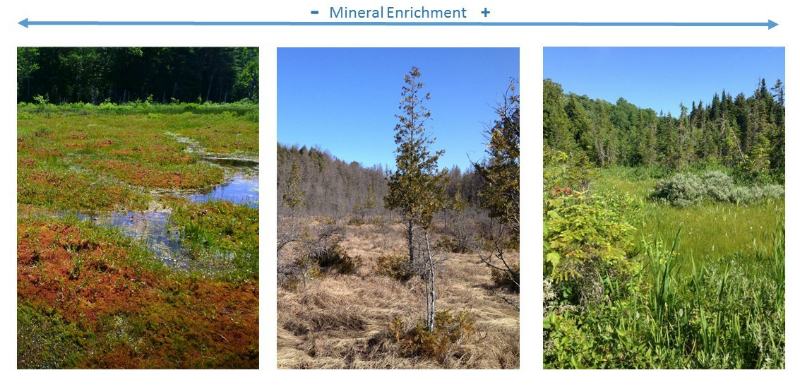three fen examples, from poor to rich mineral enrichment