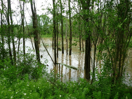 trees standing in flooded wetland