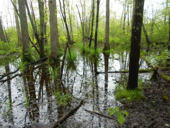 Floodplain Forest Wetland.  Trees are seen with some green vegetation near their trunks.  There is standing water almost everywhere.