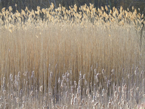 Common reed, an invasive species in Vermont.  An area of tall brown reeds with fluffy tops.  They take up the entire photo.