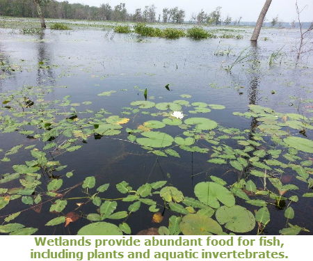 lily pads floating in marsh water.  A number of green lily pads and water shield leaves floating on dark water.  One white lily flower is visible near the center of the photo.  In the distant background the shore is visible with trees.