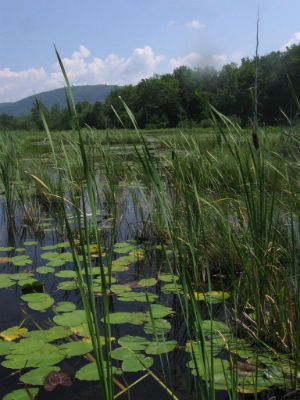 lily pads and sedges at edge of marsh water