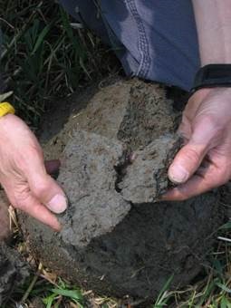 Person breaking apart a clump of Mottled Soil.  The soil looks like a large grey lump with brown spots.