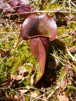 Pitcher Plant