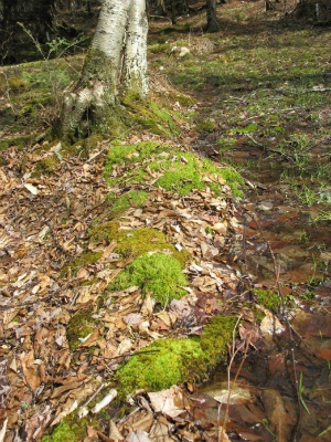Tree trunks and bright green moss growth on ground, indicating seepage