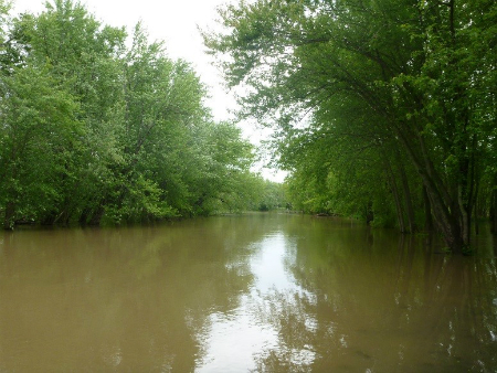 Wetland trees providing shade to stream of murky water.  In the center of the photo there is a long channel of brown water.  On either side there are green leafy trees.