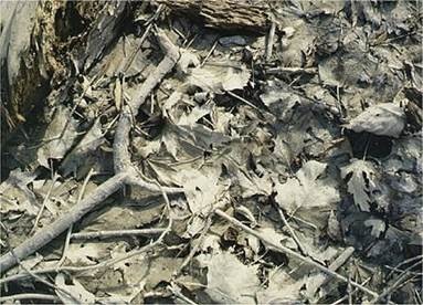 Silt Stained Leaves.  A variety of brownish grey leaves are seen.