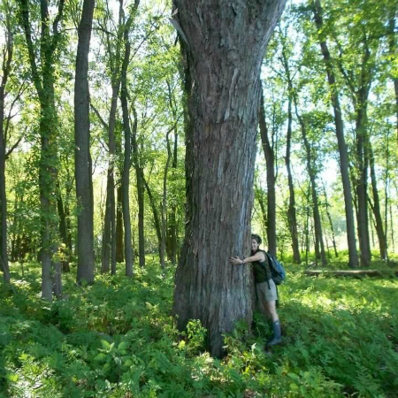 woman with arms partially wrapped around large Silver Maple