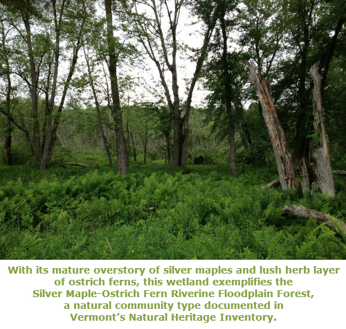 Silver Maples and Ostrich Ferns.  An area of green leafy vegetation is seen growing on the ground in the foreground and taller trees are seen in the background.  Through the trees a grey sky is seen.
