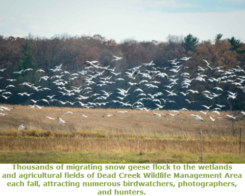 A large group of snow geese taking of from a field during migration season.  The greyish white birds are seen flying low over a brown grassy field with trees in the background at the edge of the field.  The trees are either bare or have brown leaves.