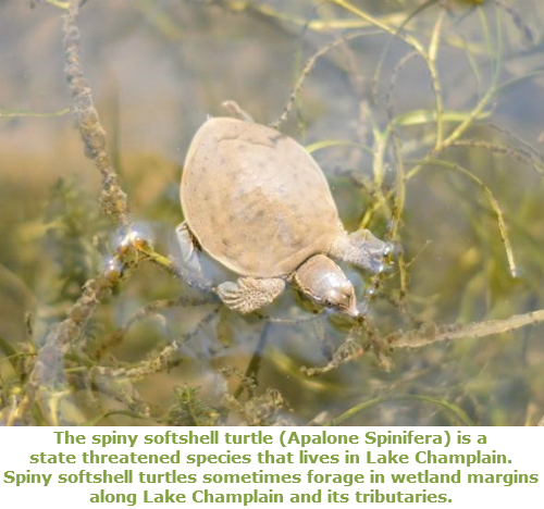 Spiny Softshell Turtle.  A light brown or tan colored turtle seen swimming at the top of some water with vegetation growing underneath.  The turtle's eyes and nose are sticking up out of the water.