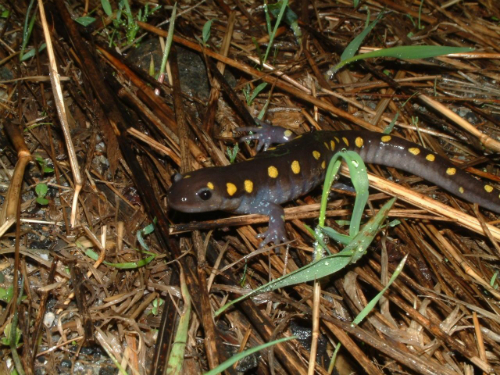 Spotted Salamander