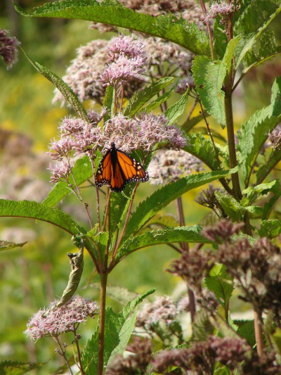 An orange butterfly with white spots on flower of Spotted Joe Pye Weed.  The plant has greenish brown stalks with long pointy green leaves and masses of purple flowers.