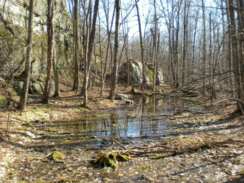 Vernal pool.  On the ground in the foreground a wet area is seen in a depression in the forest.  Around the area are many wet brown leaves and to each side are many trees bare of leaves.  In the back ground and on the right large boulders are seen.