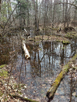 wooded vernal pool