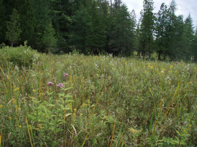 Wet Meadow of grass and wildflowers