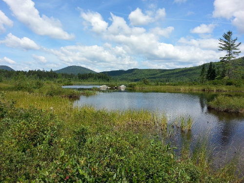 Water, shrubs, and grasses of a valley wetland.  Green leafy vegetation is seen in the lower left corner.  Behind that is green grassy vegetation.  On the right there is a body of water from the bottom right corner to middle left.  In the background are mountains and above it all is a blue sky with puffy white clouds.