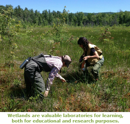 Wetlands researchers conducting research.  Two people are seem in a field of green grassy vegetation.  The sky above is cloudless and blue and in the background far in the distance are trees at the edge of the field.