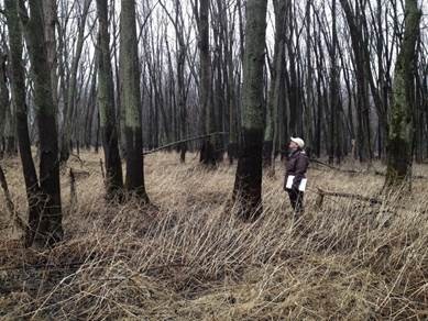 Wetland Trees Displaying Watermarks.  A person is seen looking at trees with dark stains on their trunks as high as the person's head.  There is brown grassy vegetation on thr ground and no leaves on the trees in the background suggesting the picture was taken outside of the growing season.