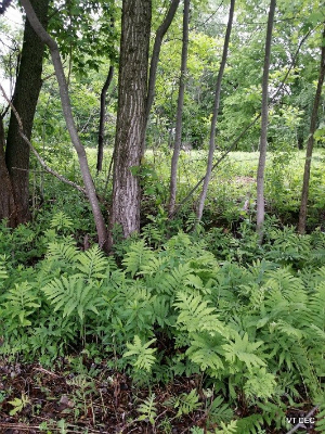 Wetland trees and ferns.  Green ferns are seen in the foreground and trees are seen towards the background in front of a grassy field behind the trees.