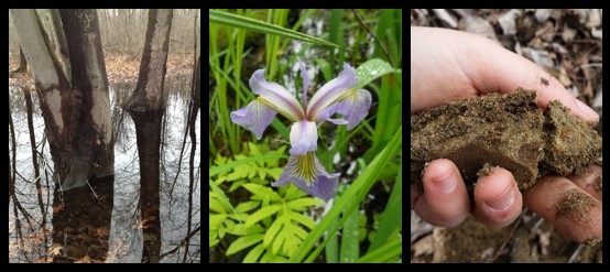 collage - wetland trees, wetland flower, wetland soil.  On the left, trees with standing water at the base of their trunks.  In the center a purple flower.  On the right, a hand grasping brownish reddish soil.
