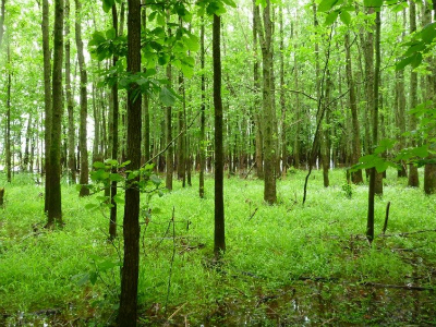 forested swamp - trees and ferns