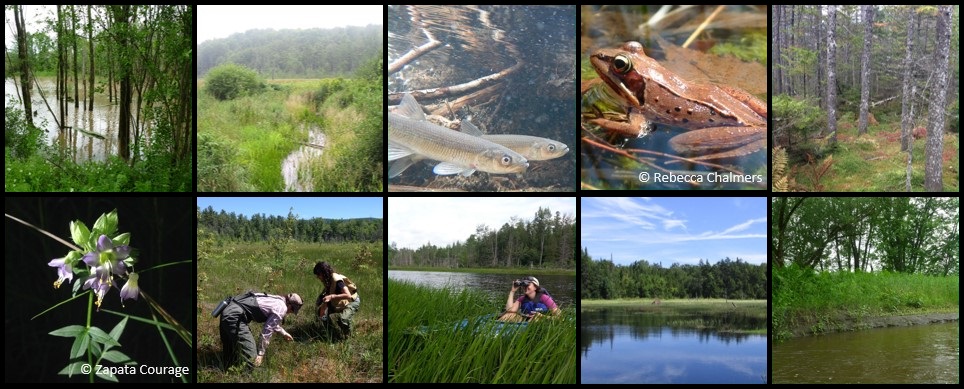 collage of wetland photos - trees in standing water, marshlands, wetland flowers, fish, amphibians, a canoeist birdwatching