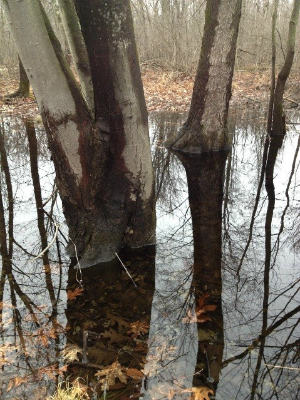 Tree trunks in standing water - link to information about Wetland Hydrology