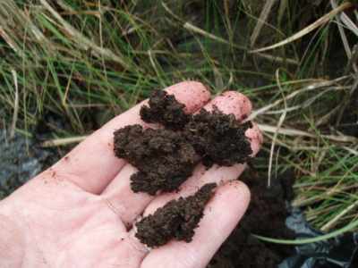 person's hand with clumps of organic soil.  The soil is dark chocolate brown.