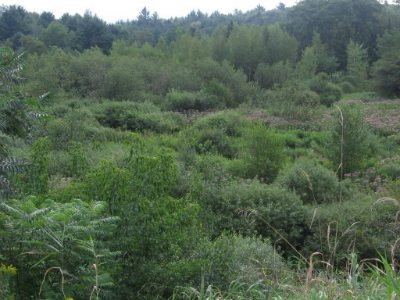 shrub swamp - dark green shrubs are seen growing all over the image
