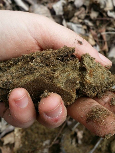 A handful of moist soil - link to information about Hydric Soil