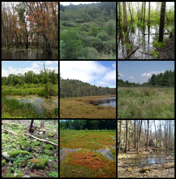 a collage of examples of wetland types, forested, marshes, grassy, shrubby