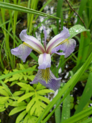 iris and other ground plants.  A light purple flow with yellow near the center is geen among green grassy vegetation. - link to info about  Hydrophytic Vegetation