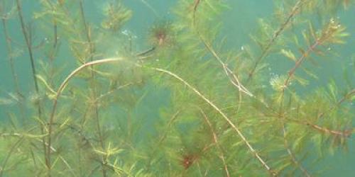 underwater milfoil