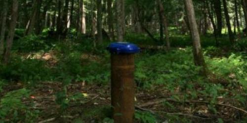 Water well in woods