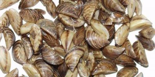 Zebra mussels