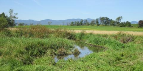 water in field