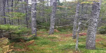 Black Spruce Swamp